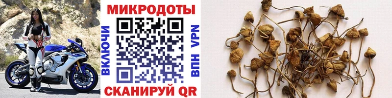 Псилоцибиновые грибы прущие грибы Ленинск-Кузнецкий